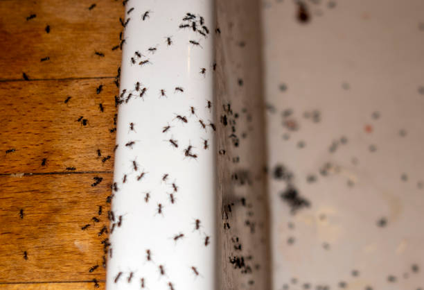 Best Wasp Removal Services  in Doffing, TX